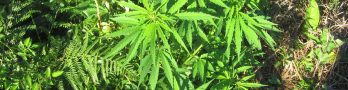 Online Dispensary Canada: The Definitive Guide