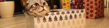 Cat Memorabilia Ideas for Cat Lovers!