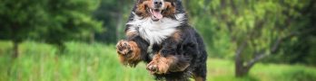 Secrets to a Shiny Coat and Strong Body for Your Dog